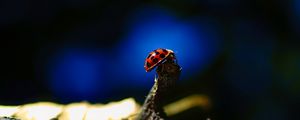 Preview wallpaper ladybug, insect, branch, macro