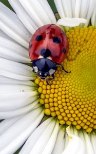 Preview wallpaper ladybug, insect, chamomile, flower, macro