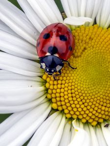 Preview wallpaper ladybug, insect, chamomile, flower, macro