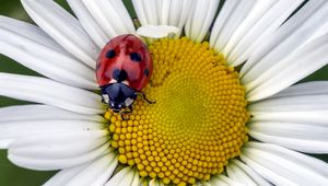 Preview wallpaper ladybug, insect, chamomile, flower, macro