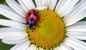 Preview wallpaper ladybug, insect, chamomile, flower, macro