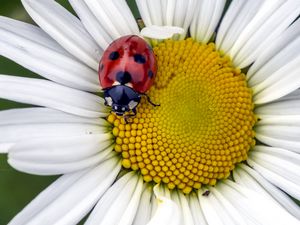 Preview wallpaper ladybug, insect, chamomile, flower, macro