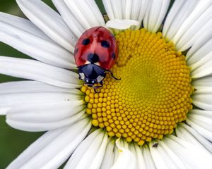 Preview wallpaper ladybug, insect, chamomile, flower, macro