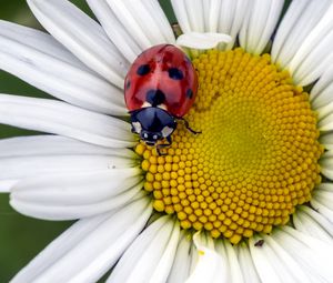 Preview wallpaper ladybug, insect, chamomile, flower, macro