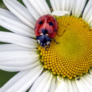 Preview wallpaper ladybug, insect, chamomile, flower, macro