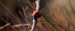 Preview wallpaper ladybug, insect, close-up