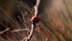 Preview wallpaper ladybug, insect, close-up