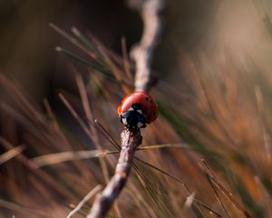 Preview wallpaper ladybug, insect, close-up