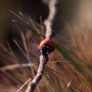 Preview wallpaper ladybug, insect, close-up