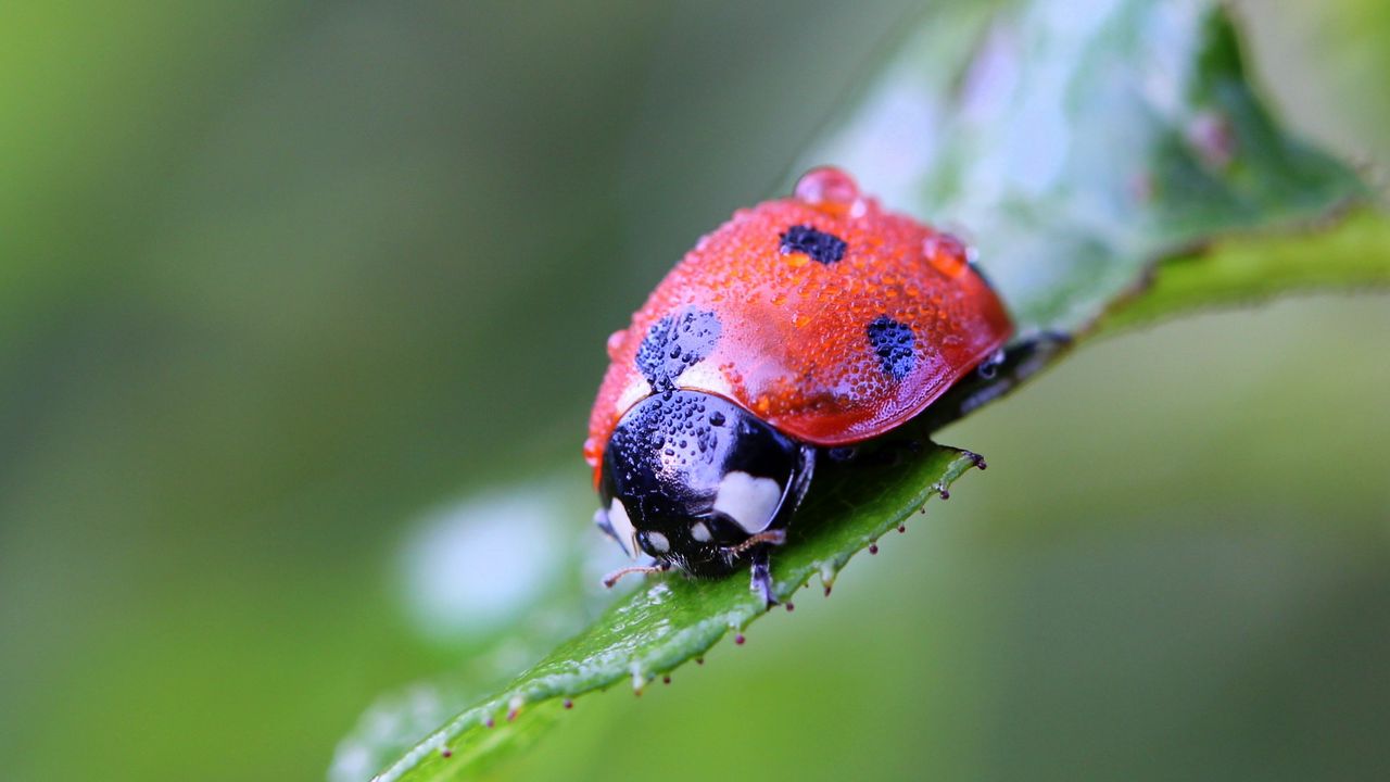 Wallpaper ladybug, insect, close-up