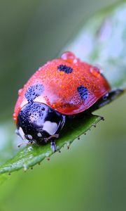 Preview wallpaper ladybug, insect, close-up