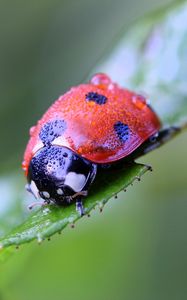 Preview wallpaper ladybug, insect, close-up