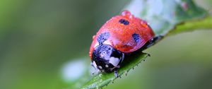 Preview wallpaper ladybug, insect, close-up