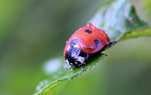 Preview wallpaper ladybug, insect, close-up