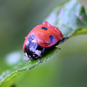 Preview wallpaper ladybug, insect, close-up