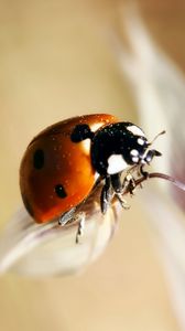 Preview wallpaper ladybug, insect, close-up, crawl