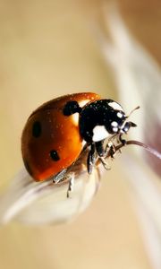 Preview wallpaper ladybug, insect, close-up, crawl