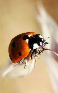 Preview wallpaper ladybug, insect, close-up, crawl