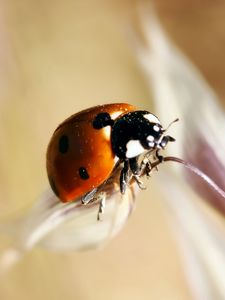 Preview wallpaper ladybug, insect, close-up, crawl