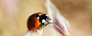 Preview wallpaper ladybug, insect, close-up, crawl