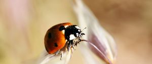 Preview wallpaper ladybug, insect, close-up, crawl