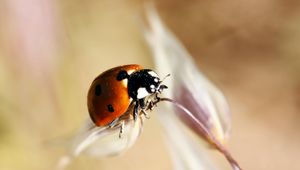 Preview wallpaper ladybug, insect, close-up, crawl