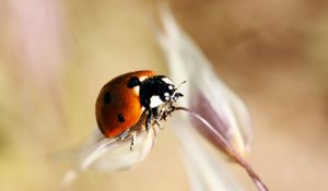 Preview wallpaper ladybug, insect, close-up, crawl