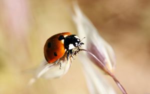 Preview wallpaper ladybug, insect, close-up, crawl