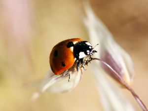 Preview wallpaper ladybug, insect, close-up, crawl