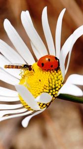 Preview wallpaper ladybug, insect, daisy, crawl