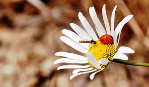 Preview wallpaper ladybug, insect, daisy, crawl
