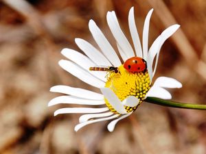 Preview wallpaper ladybug, insect, daisy, crawl