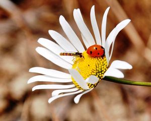 Preview wallpaper ladybug, insect, daisy, crawl