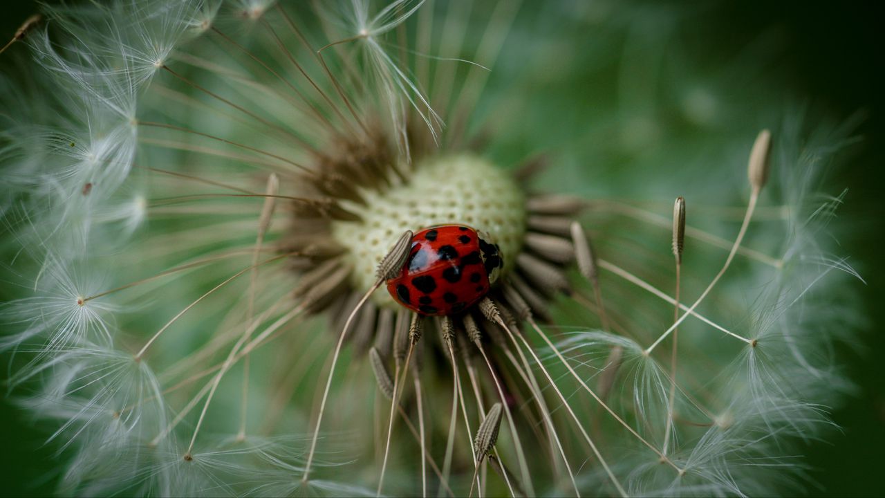 Wallpaper ladybug, insect, dandelion