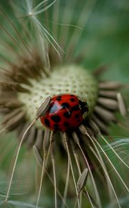 Preview wallpaper ladybug, insect, dandelion