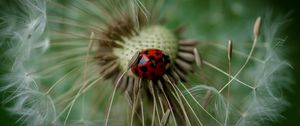 Preview wallpaper ladybug, insect, dandelion