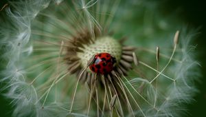 Preview wallpaper ladybug, insect, dandelion