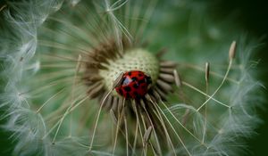 Preview wallpaper ladybug, insect, dandelion