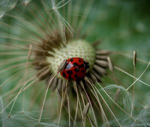 Preview wallpaper ladybug, insect, dandelion