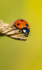 Preview wallpaper ladybug, insect, ear, macro