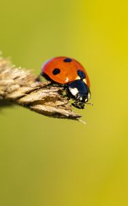 Preview wallpaper ladybug, insect, ear, macro