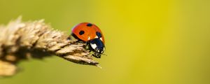 Preview wallpaper ladybug, insect, ear, macro