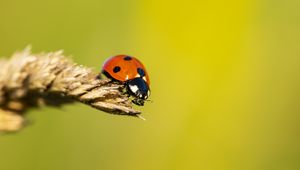 Preview wallpaper ladybug, insect, ear, macro