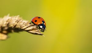 Preview wallpaper ladybug, insect, ear, macro