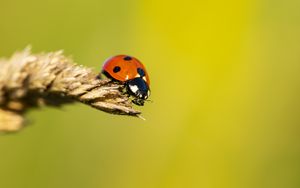 Preview wallpaper ladybug, insect, ear, macro
