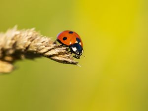 Preview wallpaper ladybug, insect, ear, macro