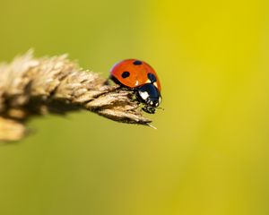 Preview wallpaper ladybug, insect, ear, macro