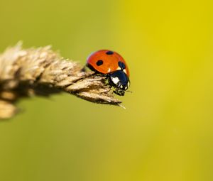 Preview wallpaper ladybug, insect, ear, macro