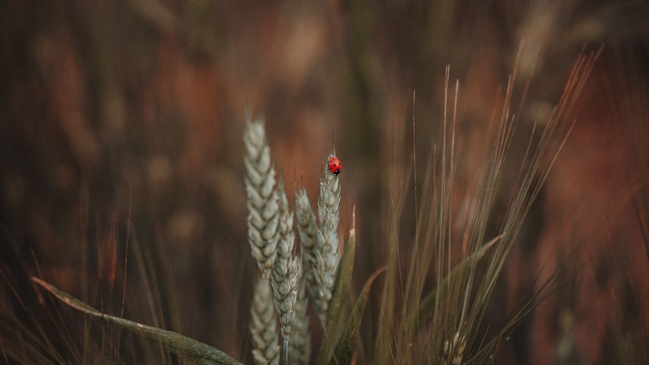 Wallpaper ladybug, insect, ears, grass