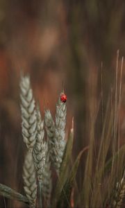 Preview wallpaper ladybug, insect, ears, grass